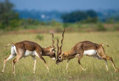 Rollapadu Wildlife Sanctuary