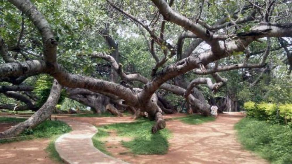 Pillalamarri Banyan Tree