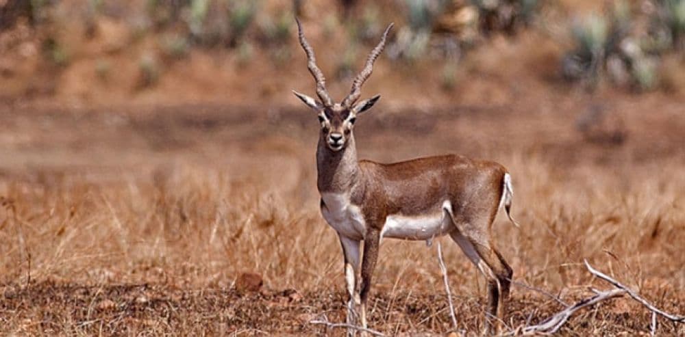 Pranahita Wildlife Sanctuary