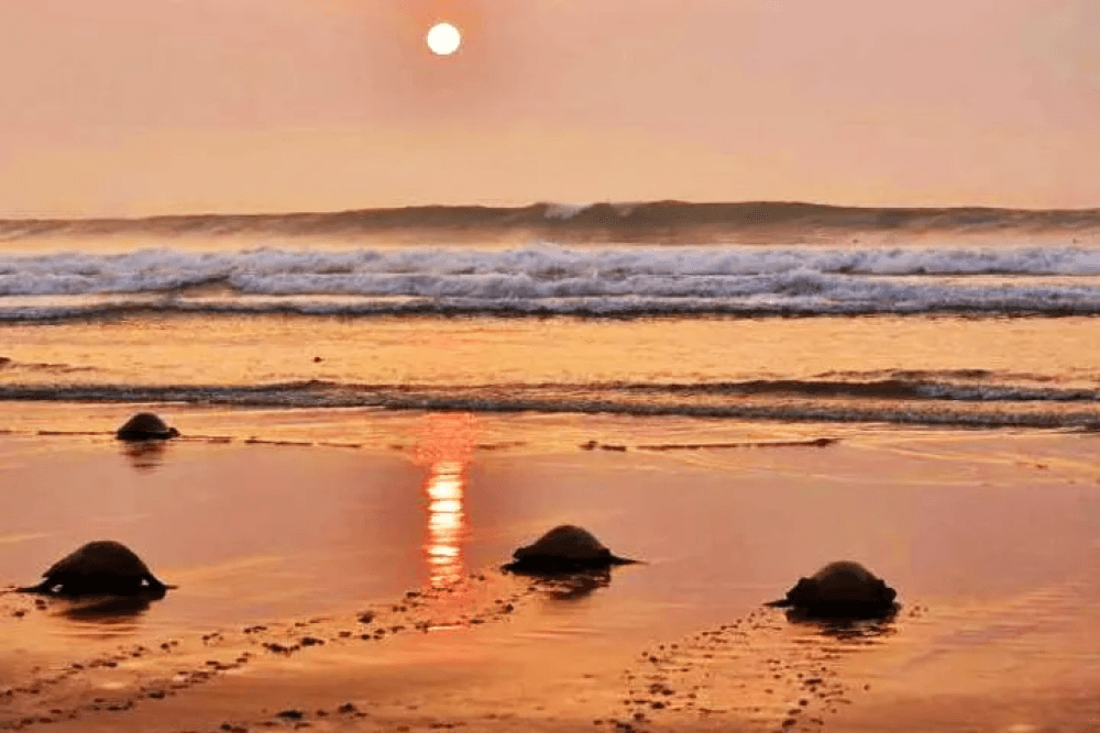 Pati Sonepur Beach