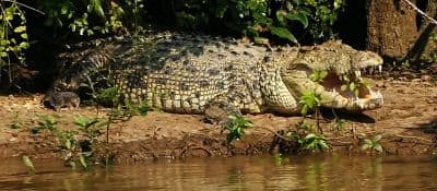 Bhitarkanika Wildlife Sanctuary