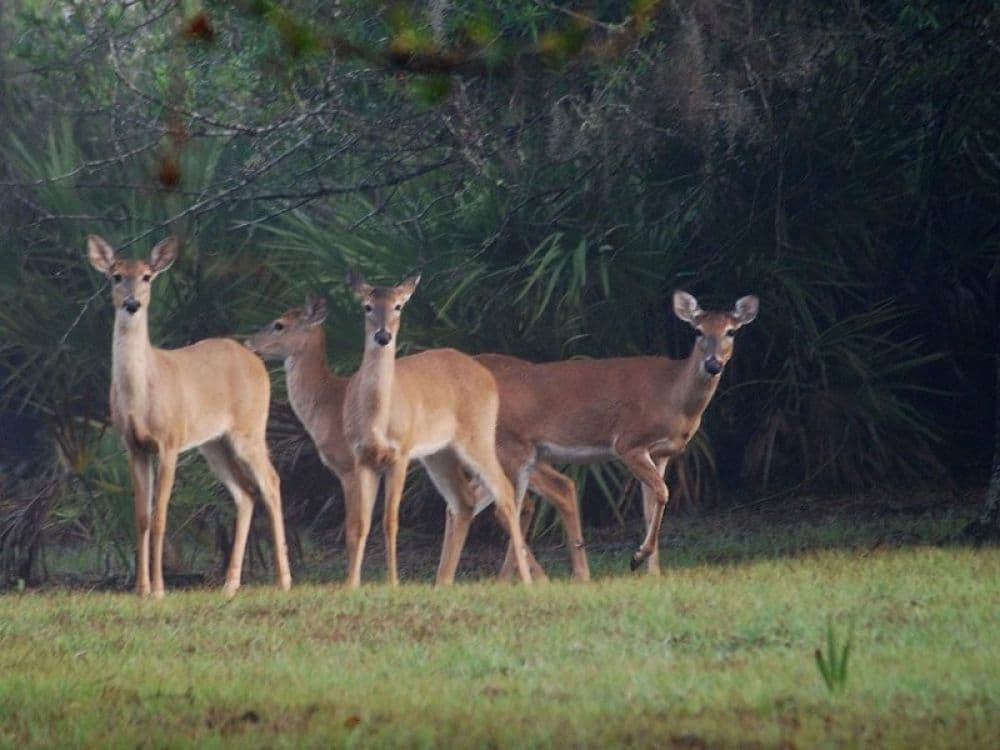 Hastinapur Wildlife Sanctuary