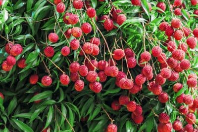 Litchi Gardens