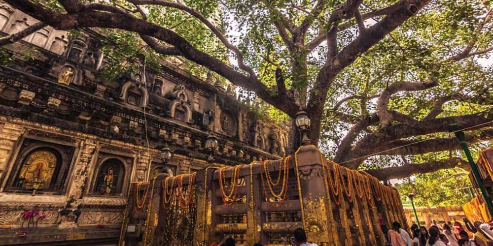 Bodhi Tree