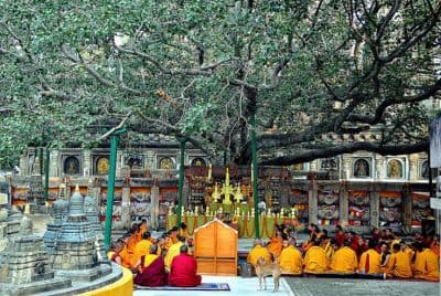 Bodhi Tree