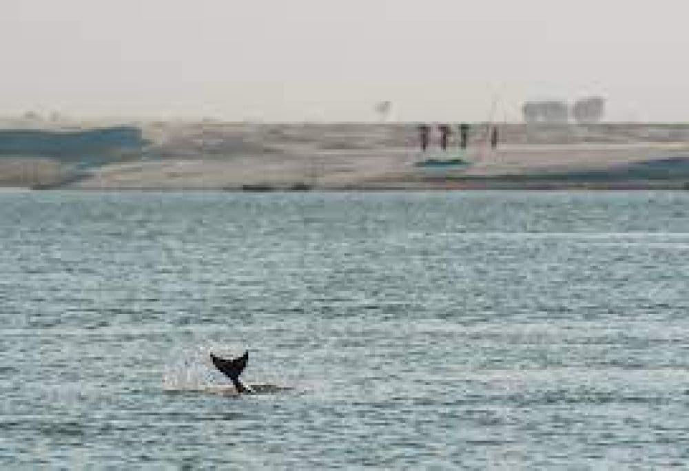 Vikramshila Gangetic Dolphin Sanctuary
