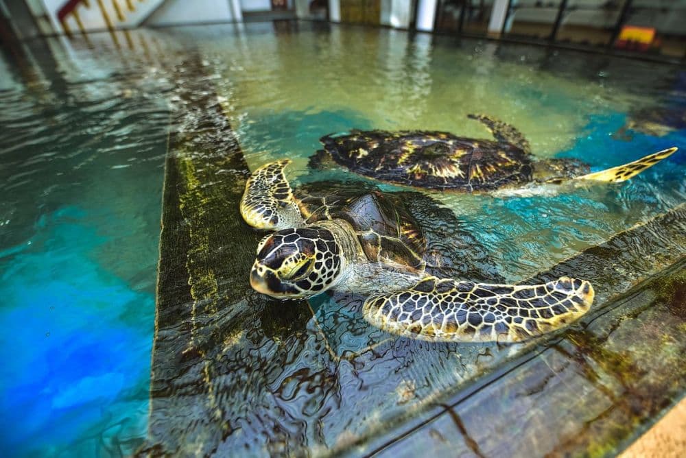 Sea Turtle Hatchery