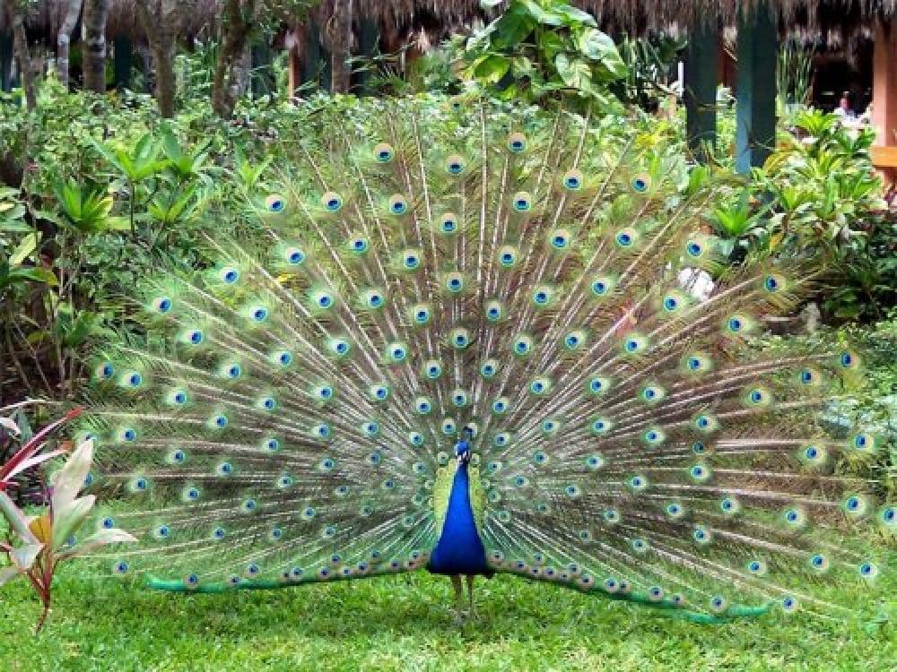 Jhajjar Bachauli Wildlife Sanctuary