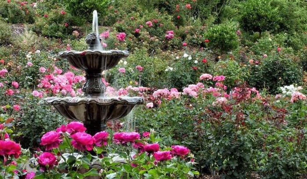 Nehru Rose Garden
