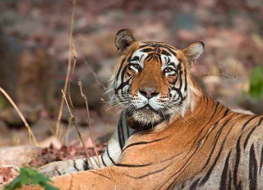 Saza Wildlife Sanctuary