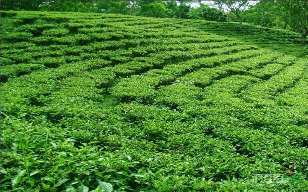 Tea Estates