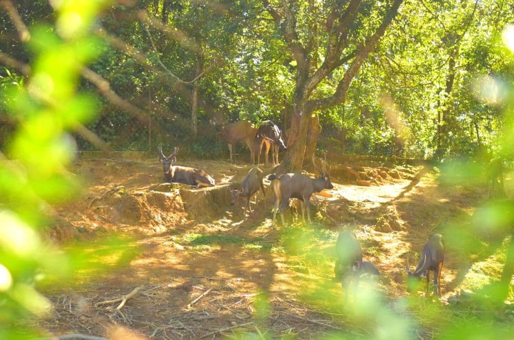 Thenzawl Deer Park
