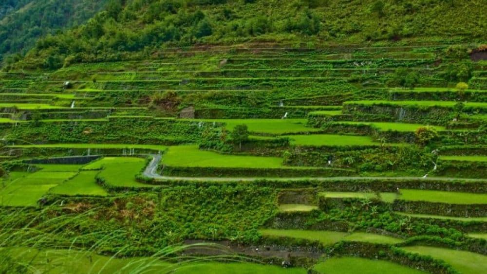 Kohima