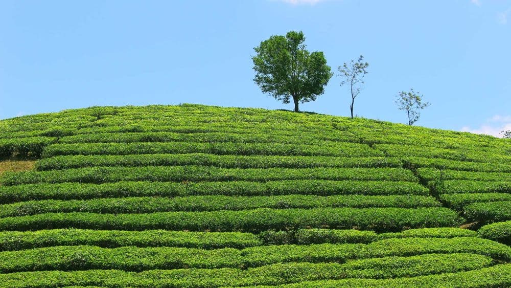 Tea Gardens