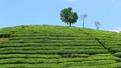 Tea Gardens