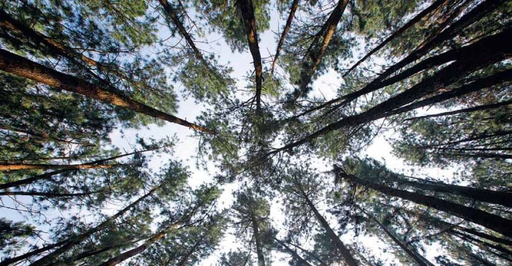 Pine Forests
