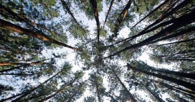 Pine Forests