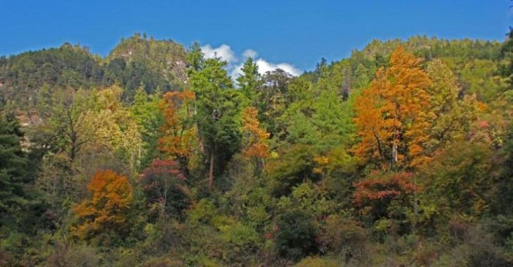 Torsa Strict Nature Reserve