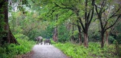 Royal Manas National Park
