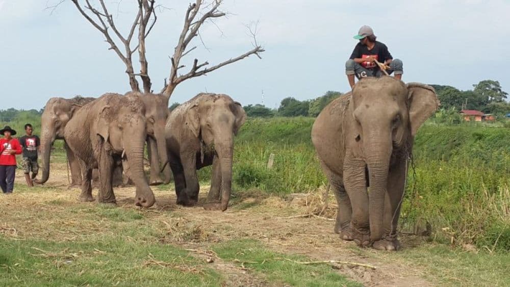 Elephant Stay