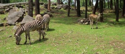 Taman Safari Indonesia II