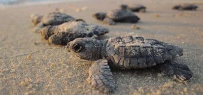 Kosgoda Turtle Hatchery