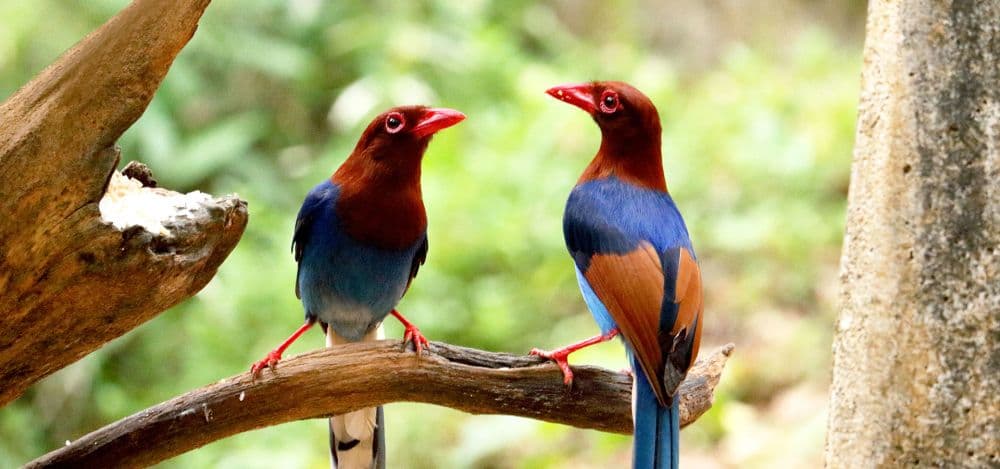 Attidiya Bird Sanctuary