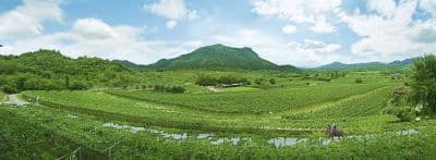 Hua Hin Hills Vineyard