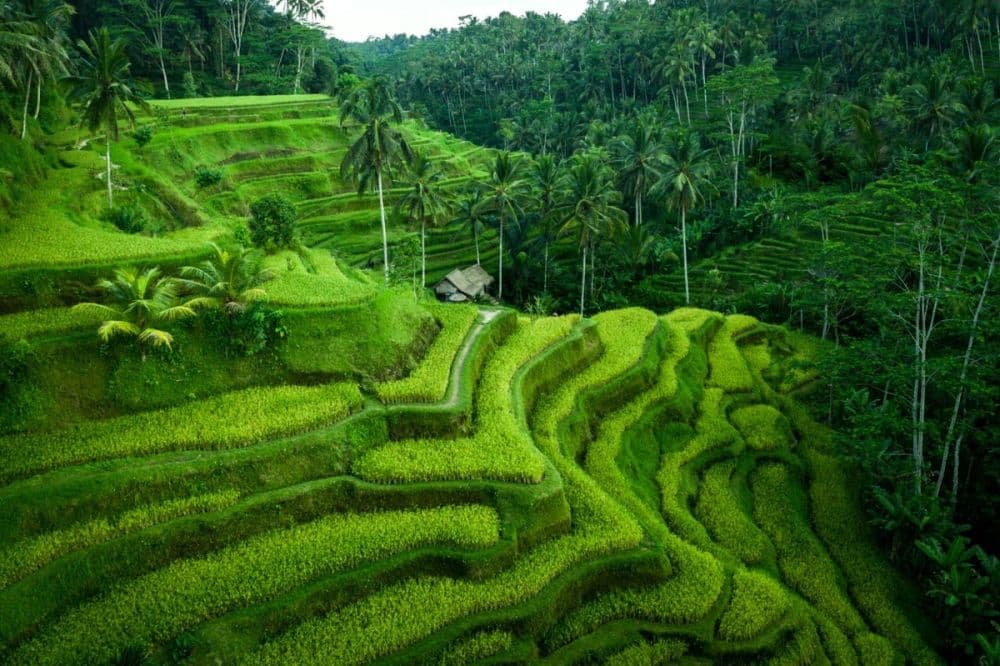 Tegallalang Rice Terraces