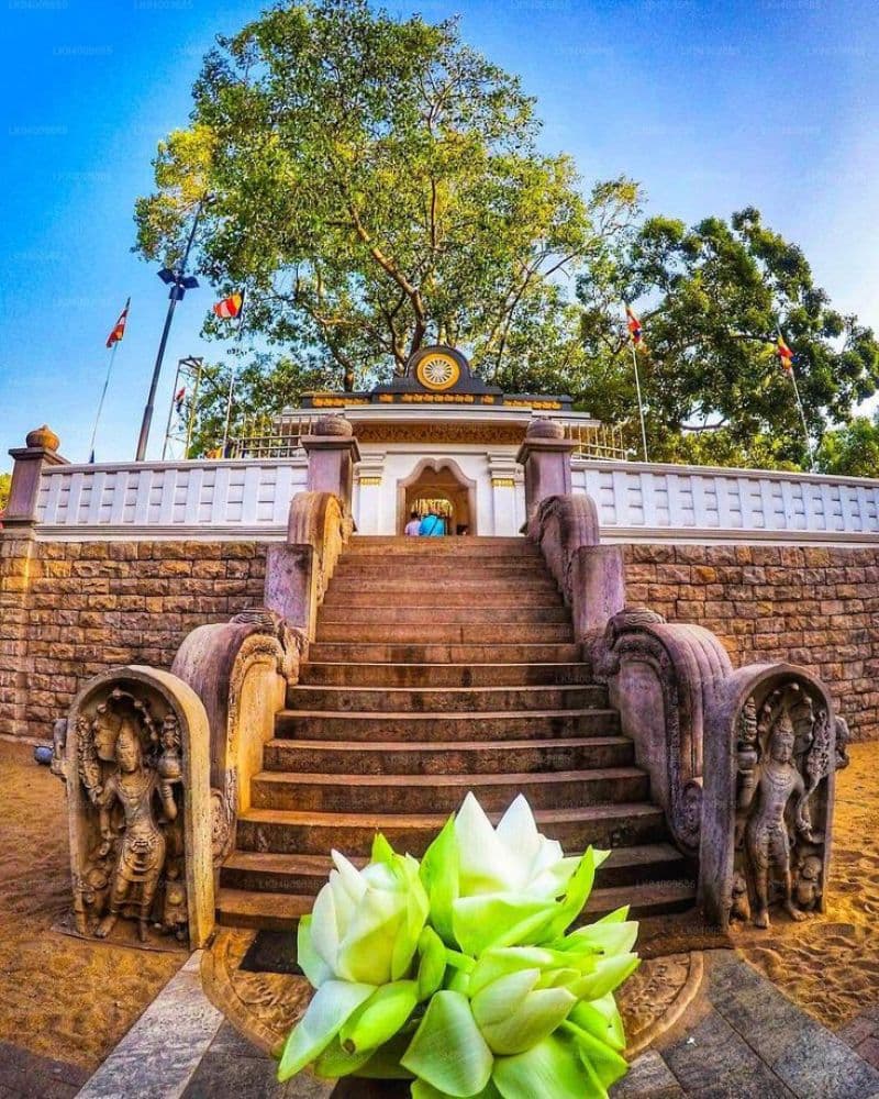 Sri Maha Bodhi