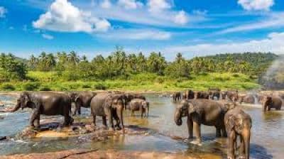 Pinnawala Elephant Orphanage