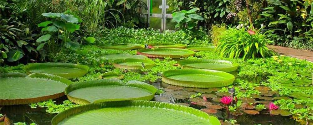 Royal Botanical Garden