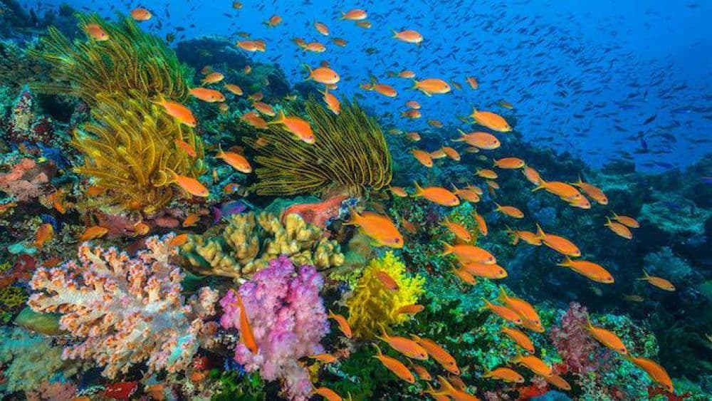 Bunaken Marine Park