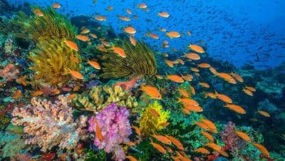 Bunaken Marine Park