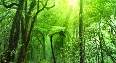 Mossy Forest