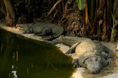 Amo Chhu Crocodile Breeding Centre
