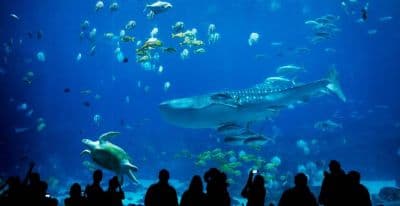 Aquarium