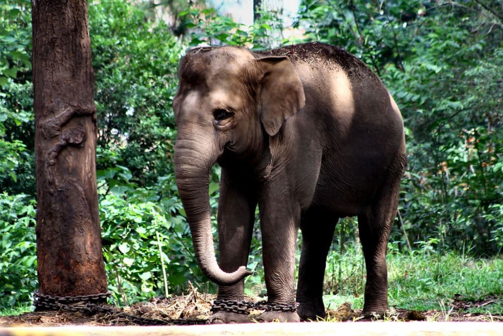 Bandung Zoo