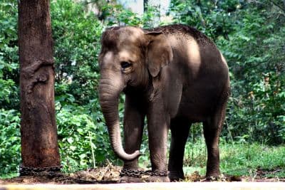 Bandung Zoo