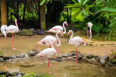 Bali Bird Park