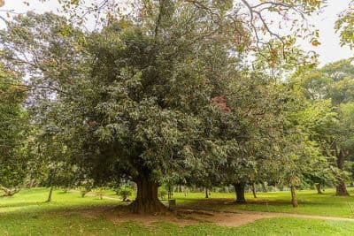 Ironwood Forest