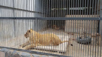 Zoos