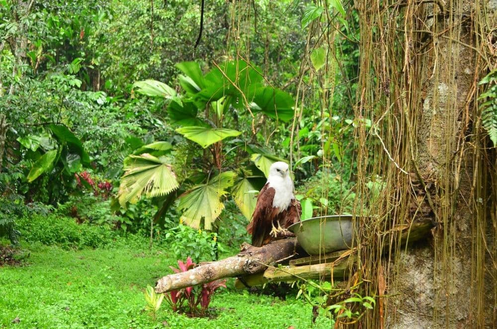 Philippine Eagle Center