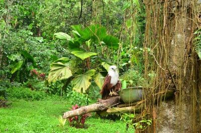 Philippine Eagle Center