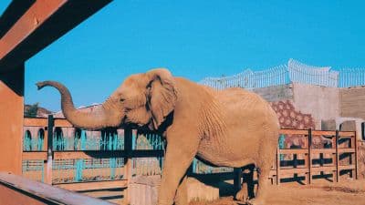 Zoos