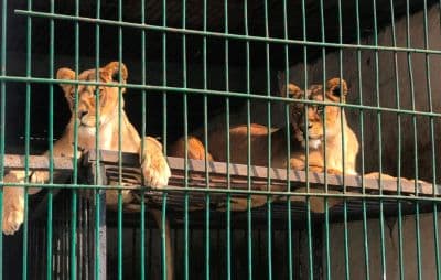 Zoos