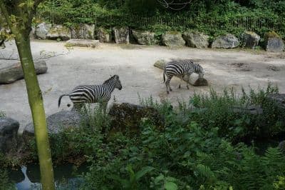 Zoos