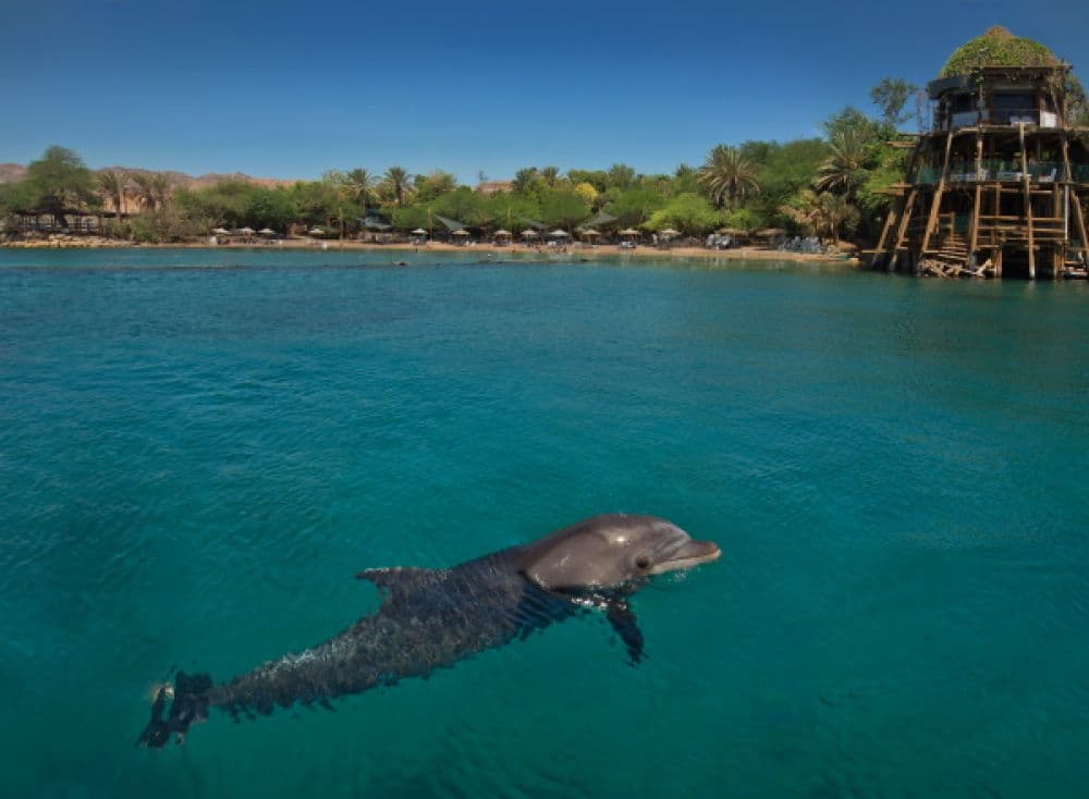 Dolphin Reef