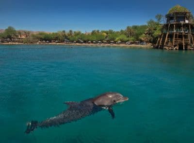 Dolphin Reef