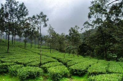 Munnar tour package